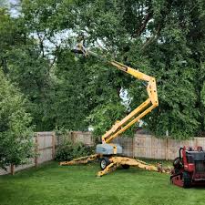 How Our Tree Care Process Works  in Byron, IL